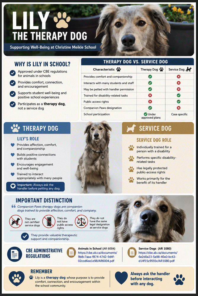 Lily therapy dog